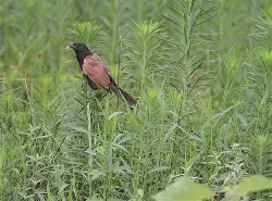 北师小鸦安卓版草图大师自学教程